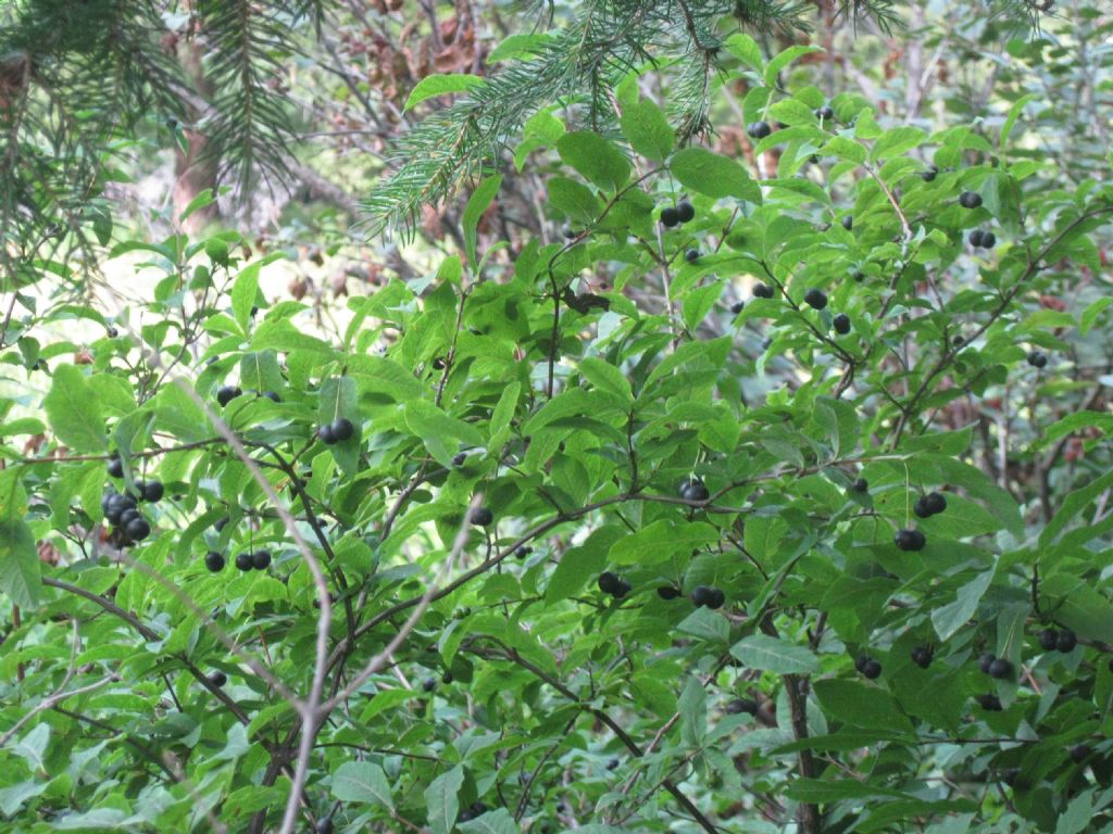 Daphne Mezereum e Lonicera Nigra